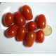Pomodoro datterino  (30 semi) - pomodorino pomodorini