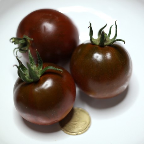 Pomodoro Nero (30 semi) - pomodorino black