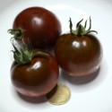 Pomodoro Nero (20 semi) - pomodorino black