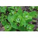 Atriplex hortensis (50 semi) - Atriplice degli orti - spinaci spinacione bietolone 
