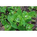 Atriplex hortensis (150 semi) (raccolta 2017) - Atriplice degli orti - spinaci 