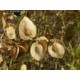 Atriplex hortensis (150 semi) (raccolta 2017) - Atriplice degli orti - spinaci 