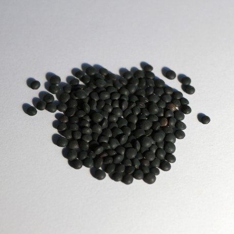 Lenticchia nera  (50 semi) - lenticchie nere tuscia