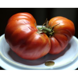 Pomodoro costoluto gigante  (20 semi) - Semi di Pomodori