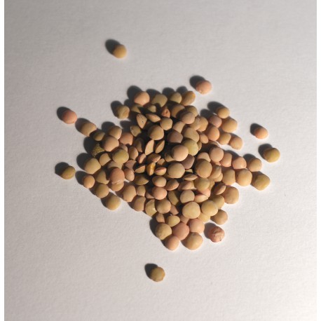 Lenticchia multicolore (50 semi) - lenticchie piccole colfiorito