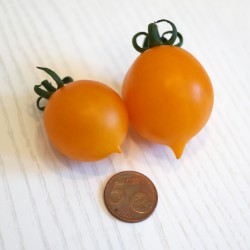 Pomodoro del Piennolo Giallo (30 semi) - pomodorino piennolo pendolo