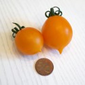 Pomodoro del Piennolo Giallo (20 semi) - pomodorino piennolo pendolo