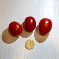 Pomodoro lampadina  (30 semi) - pomodorino pomodorini