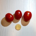 Pomodoro Lampadina  (20 semi) - pomodorino pomodorini