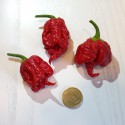 Peperoncino Carolina Reaper Rosso(10 semi) - piccante