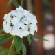 Garofanino mix (50 semi) - garofano dei poeti - Dianthus barbatus
