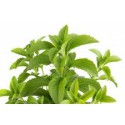 Stevia Rebaudiana Criolla (50 semi) - dolcificante naturale SPEDIZIONE GRATIS