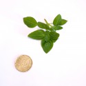 Basilico Nano (20 semi) - piccolo