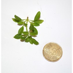 Basilico a palla nano (20 semi) - piccolo - greco