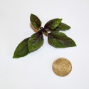 Basilico Violetto (30 semi) - viola