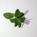 Stevia Rebaudiana Criolla (50 semi) - dolcificante naturale
