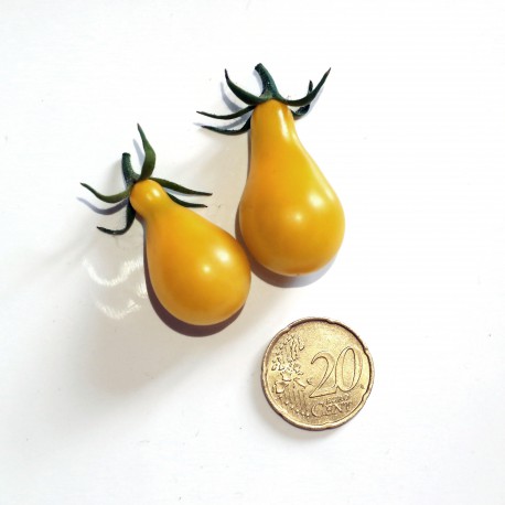 Pomodoro perino giallo  (20 semi) - pomodori gialli - pomodorino pomodorini