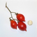 Pomodoro del Piennolo rosso (20 semi) - pomodorino piennolo vesuvio