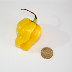 Peperoncino Habanero Giallo (10 semi) - piccante 