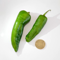Peperoncino El Padron Verde (10 semi) - piccante - Pimiento de Herbón