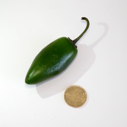 Peperoncino Jalapeno Verde (10 semi) - piccante 