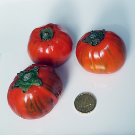 Melanzana Rossa di Rotonda (10 semi)  - Solanum aethiopicum