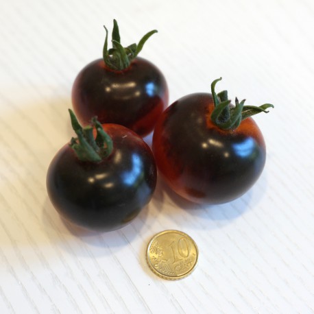 Pomodoro Nero Indigo Rose (20 semi) - pomodorino black