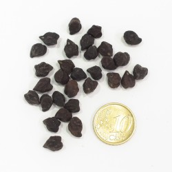 Cece nero (30 semi) - ceci neri