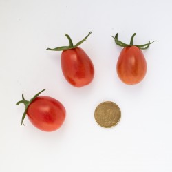 Pomodoro datterino  (20 semi) - pomodorino pomodorini