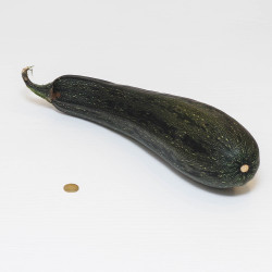 Zucchino  (15 semi) - zucchini classici bio