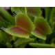 Dionaea muscipula - Dionea Venere Acchiappamosche