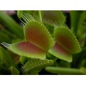 Pianta carnivora Dionaea muscipula (5 semi) - Dionea Venere Acchiappamosche 