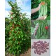 Fagiolo di Spagna (15 semi) - Fagioli Prizewinner rampicante  a fiori rossi 