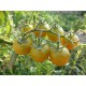 Pomodoro invernale giallo  (30 semi) - pomodori gialli - pomodorino pomodorini