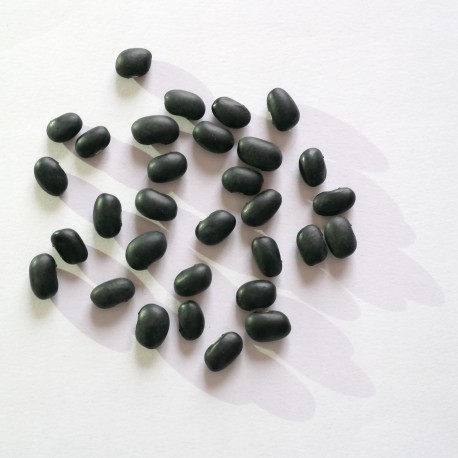 Fagiolo nero (30 semi) - fagioli neri