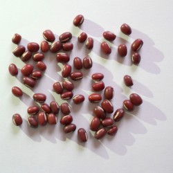 Fagioli Azuki rossi (50 semi) - Vigna angularis