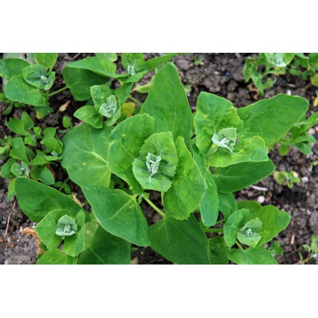 Atriplex hortensis (50 semi) - Atriplice degli orti - spinaci spinacione bietolone 